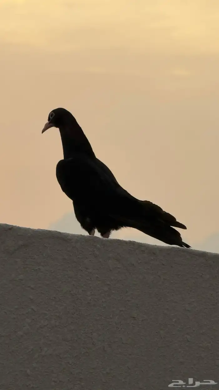 طبع رامبوري توب 0