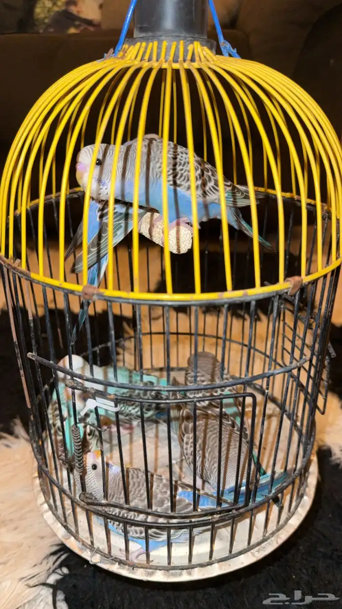 للبيع 7 فروخ بادجي معتمدين على نفسهم 1