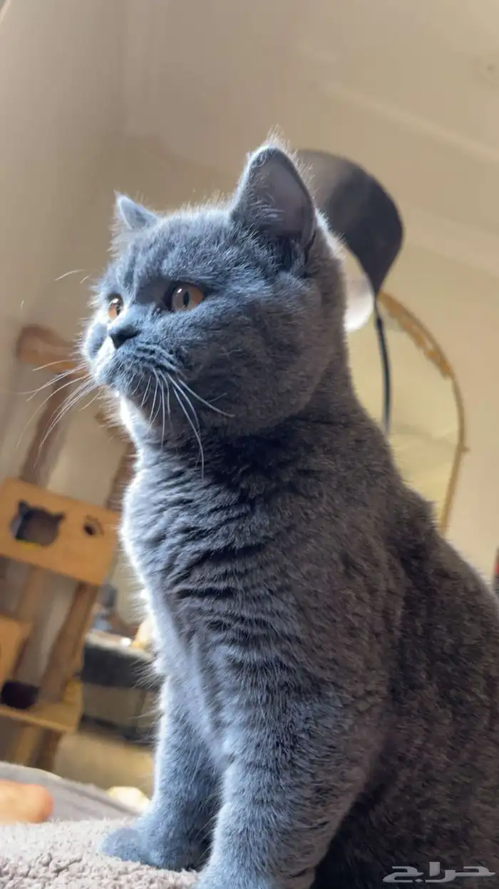 قطه للبيع 1