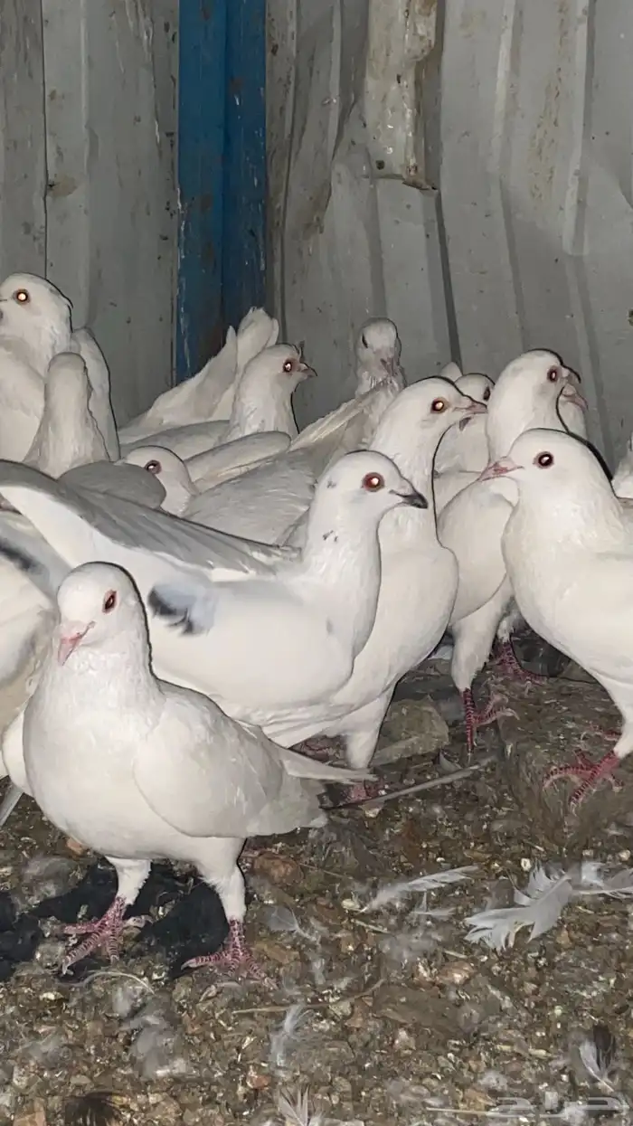 تم البيع الله يبارك لرعيه 4