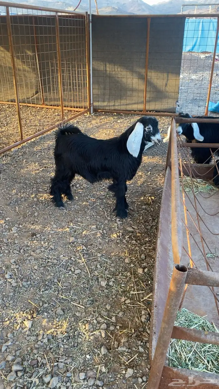 خرفان حرية وسواكن شحم 18