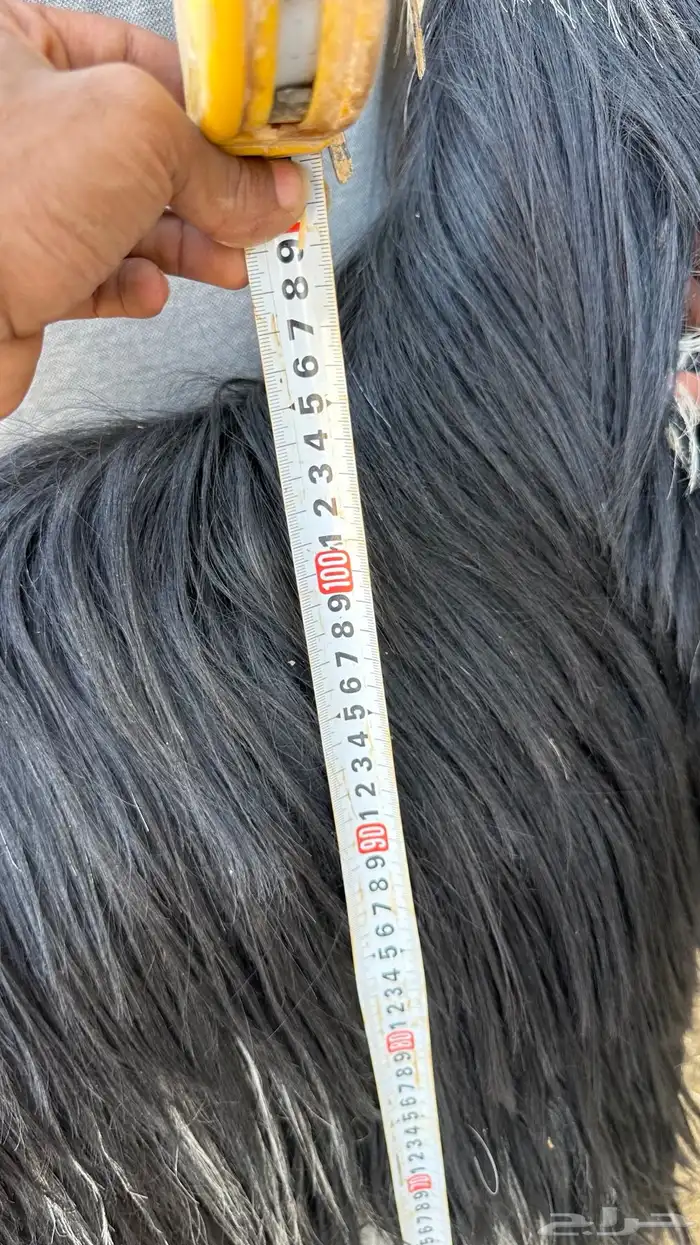 خروف نجدي فاخر 4