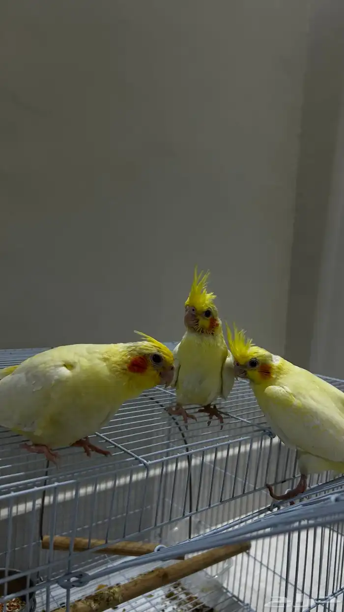 ثلاث عصافير كناري بعمر شهر وكم يوم 0