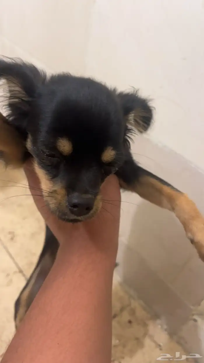 كلب شيواوا للبيع 1