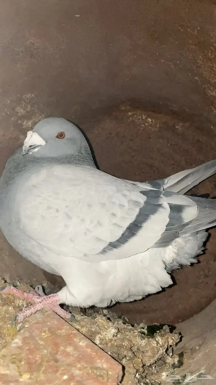 حمام زاجل دلبر الماني 0