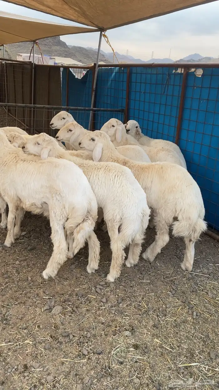 خرفان حرية وسواكن شحم 5