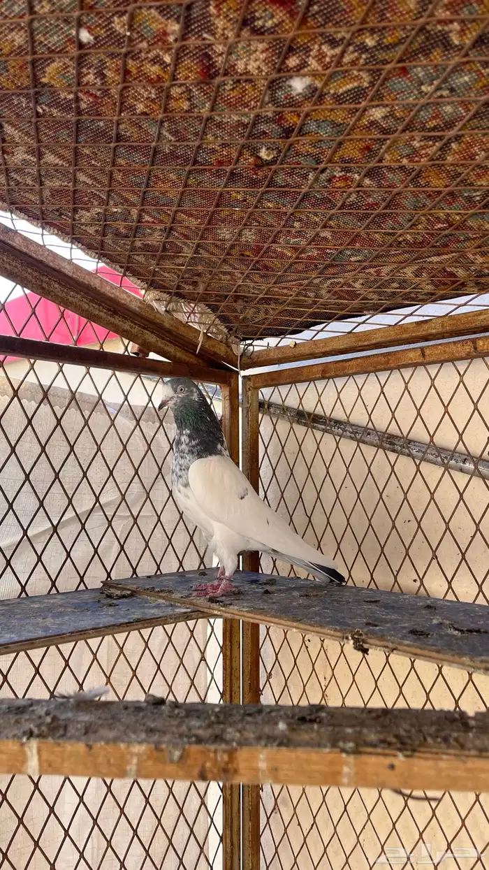 حمام تيدي بيور 9