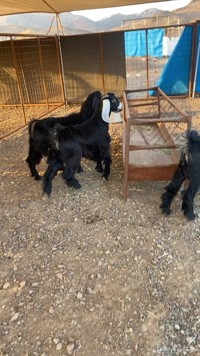 خرفان حرية وسواكن شحم 21