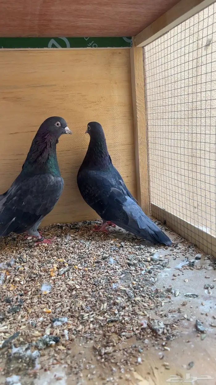 جوز قطايف زرق محببات معاريف نوادرر 3