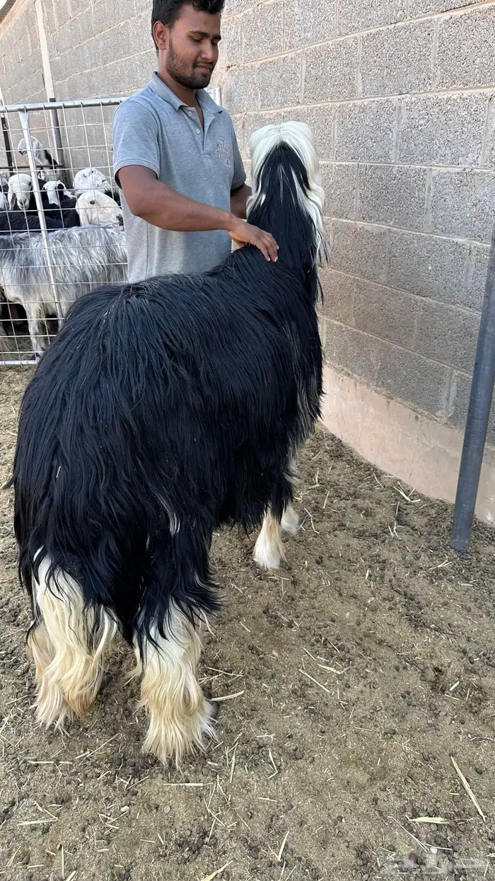 خروف نجدي فاخر 3