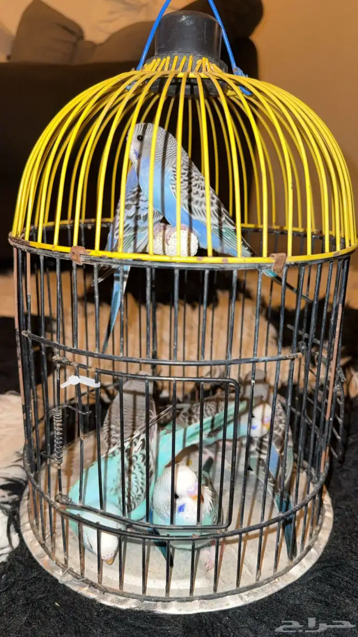 للبيع 7 فروخ بادجي معتمدين على نفسهم 2