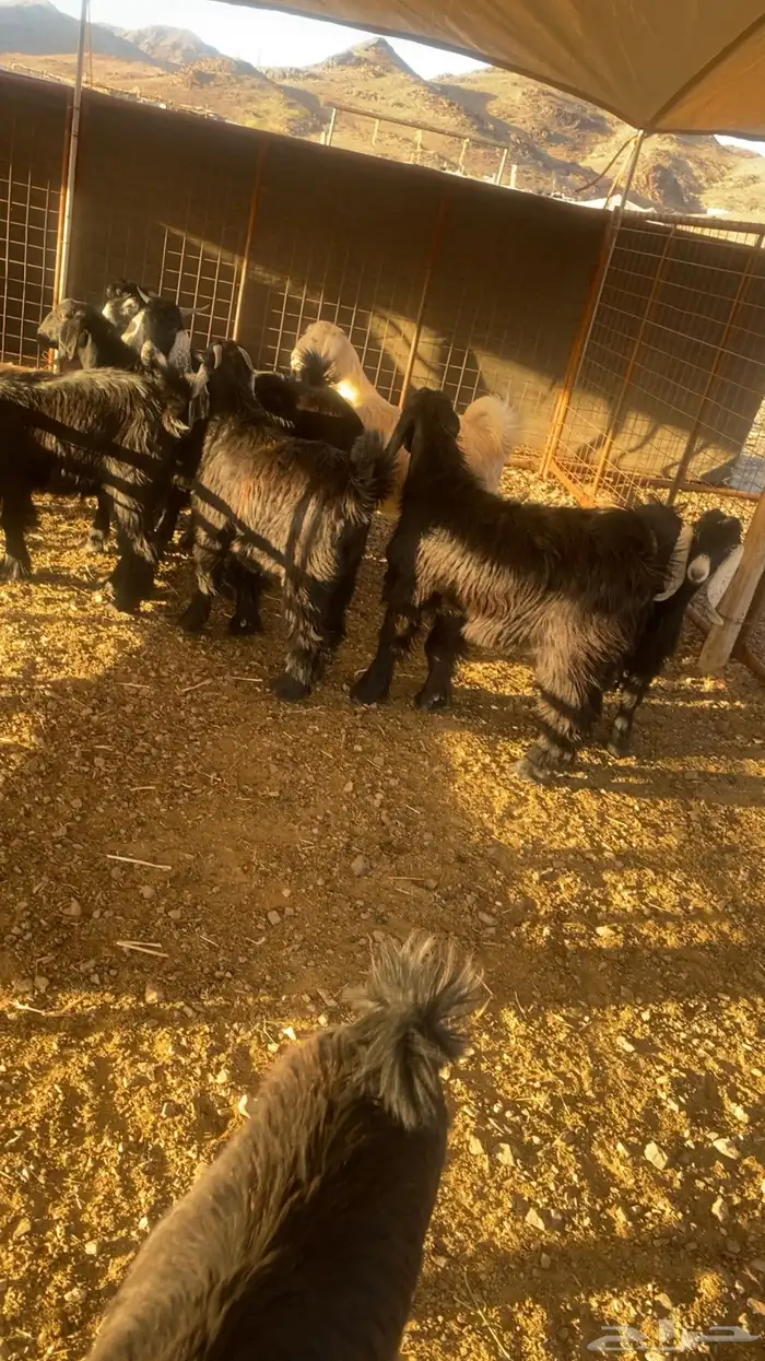 خرفان حرية وسواكن شحم 12