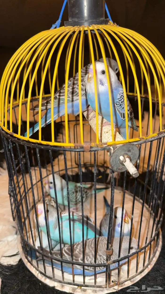 للبيع 7 فروخ بادجي معتمدين على نفسهم 3