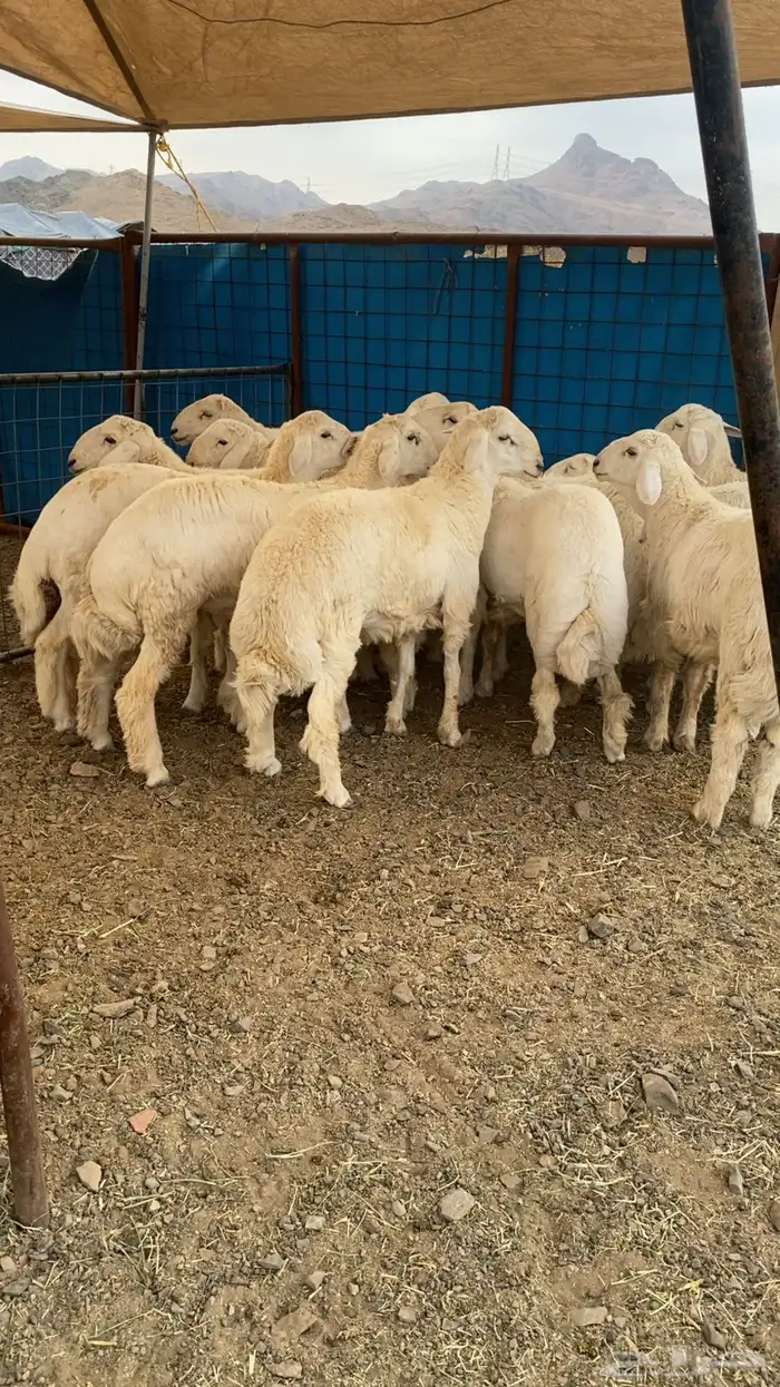 خرفان حرية وسواكن شحم 2