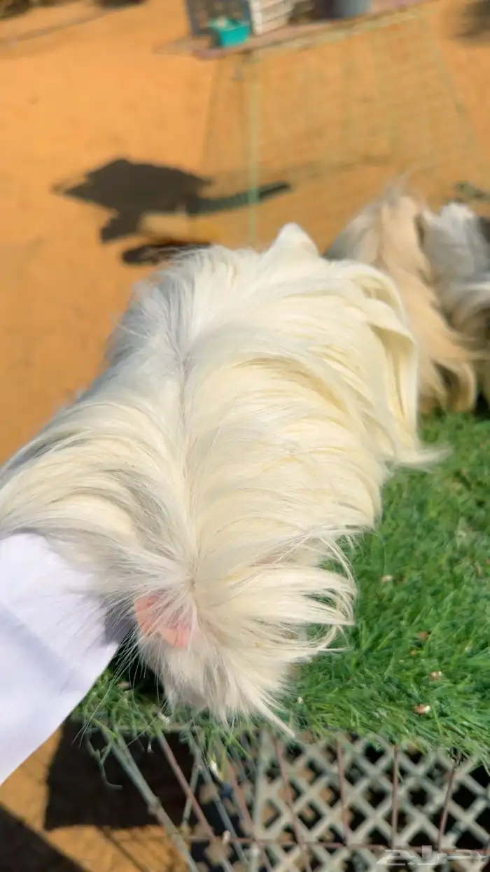 فرنسي فاخر 1