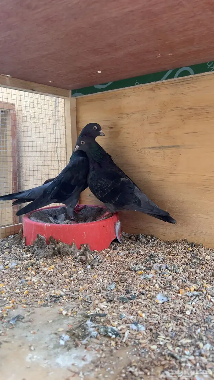 جوز قطايف زرق محببات معاريف نوادرر 2