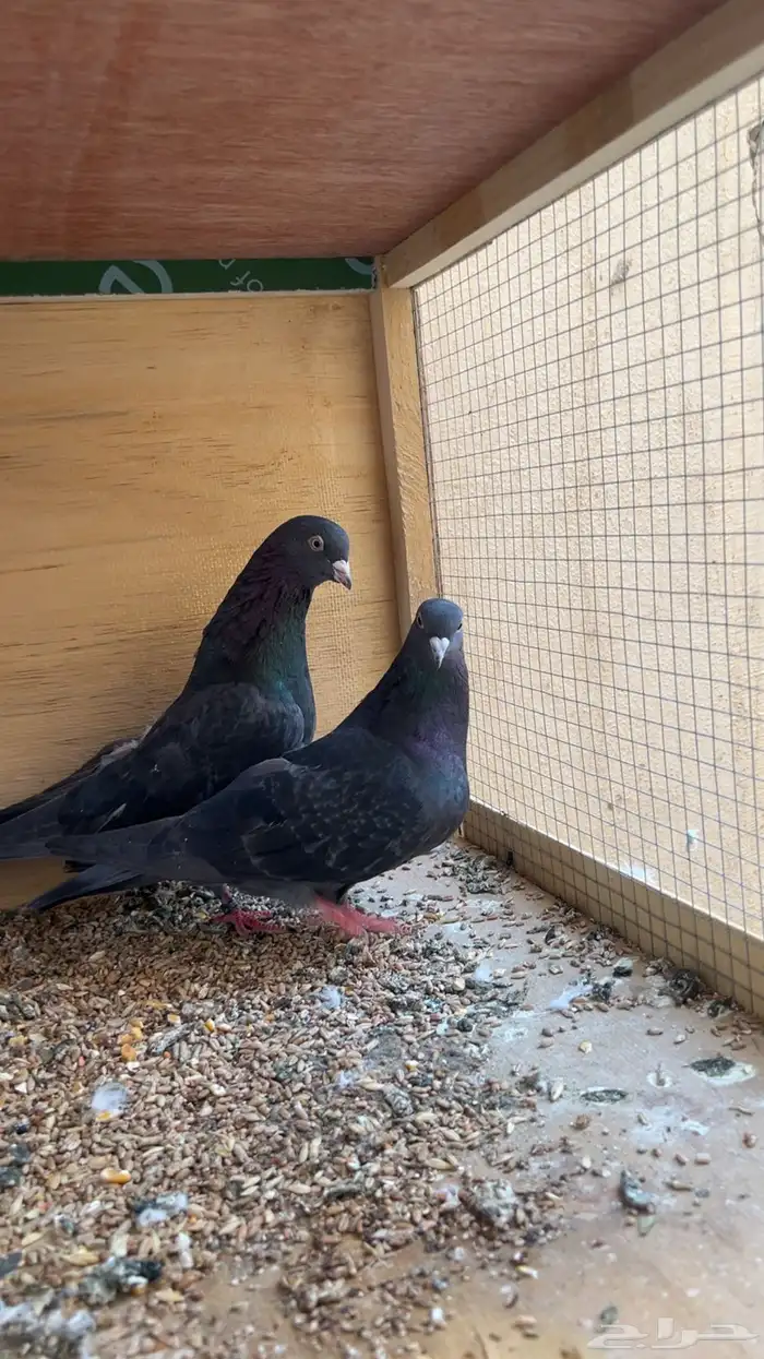 جوز قطايف زرق محببات معاريف نوادرر 1