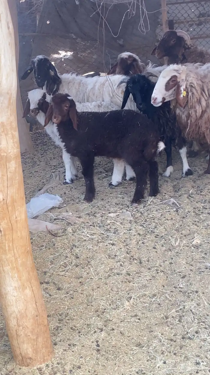 فحل مشروط نعيمي 2