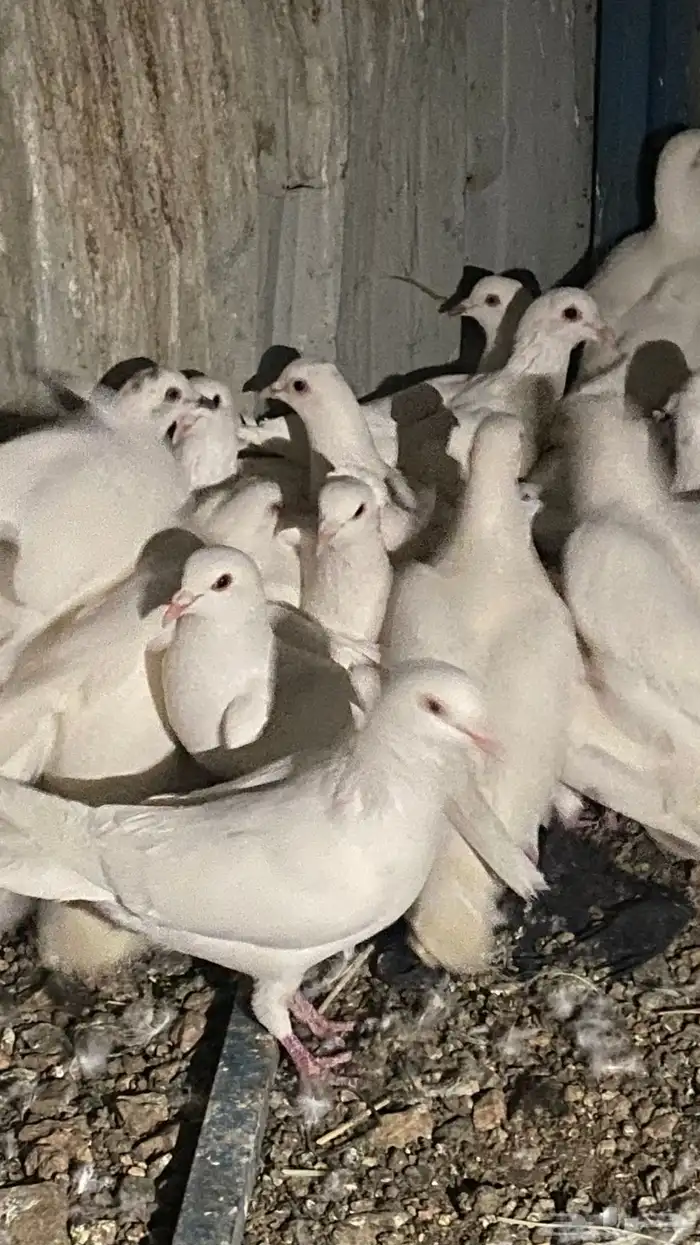 تم البيع الله يبارك لرعيه 1