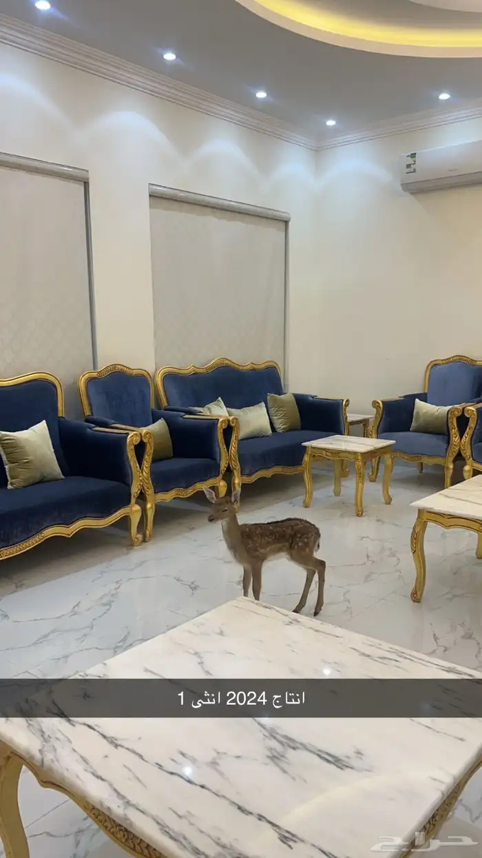 عزلان فلوريد 1