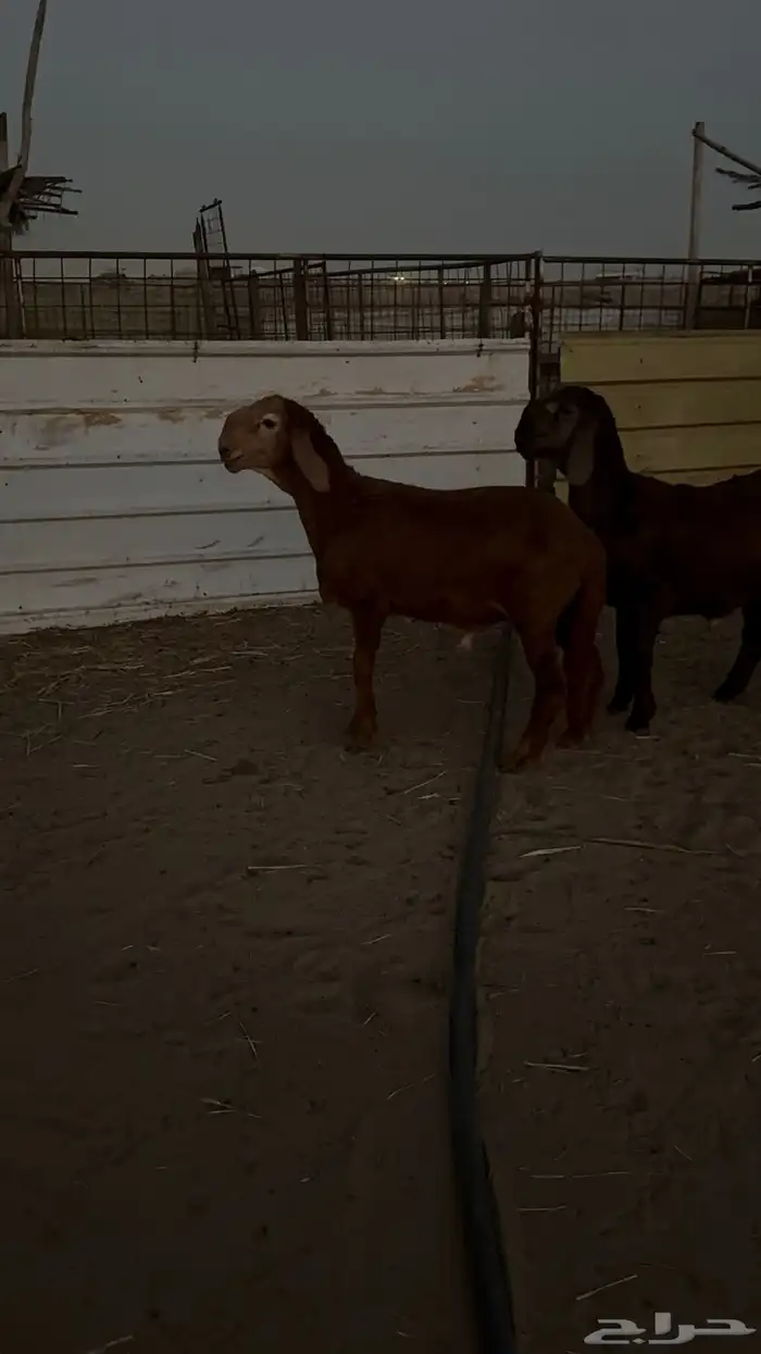 للبيع سواكن بلدي 0