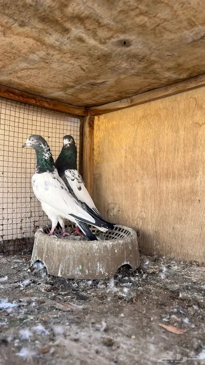 حمام تيدي بيور 1