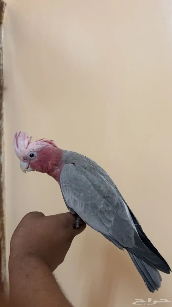 كوكاتو قالا 0