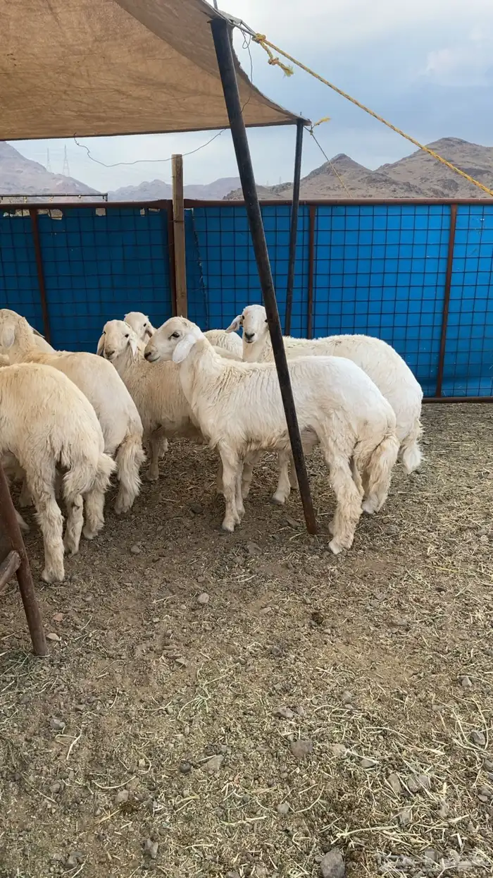 خرفان حرية وسواكن شحم 3