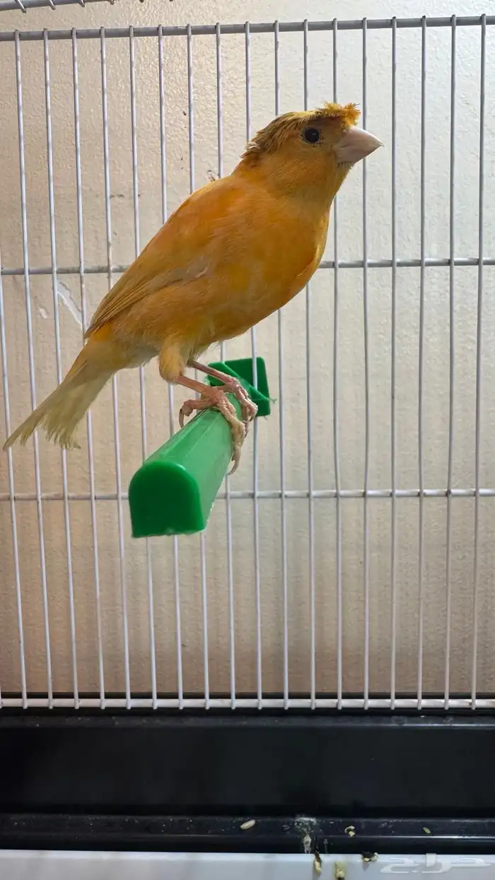 ذكر كناري تغريد 0