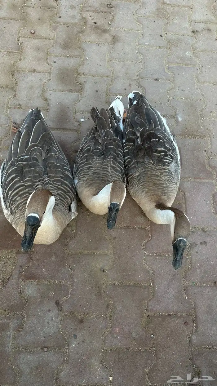 وز عراقي القنفذة القوز 0