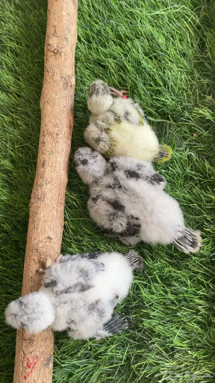 فروخ كويكر 1