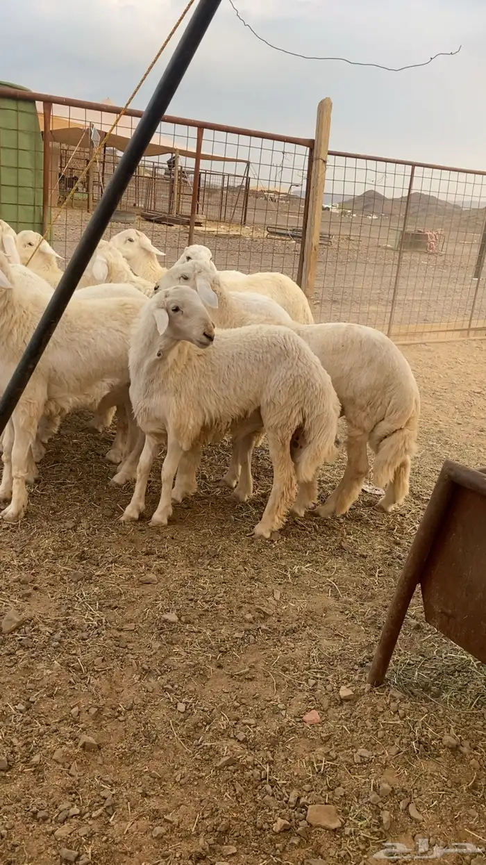 خرفان حرية وسواكن شحم 1