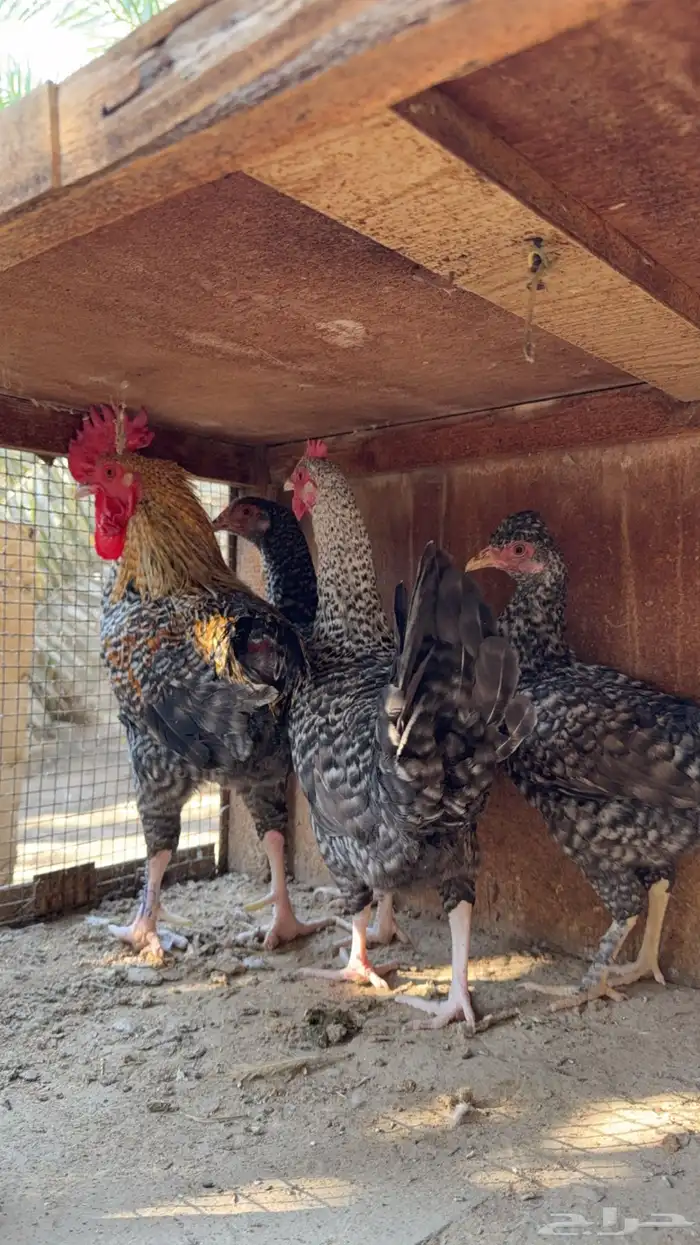 للبيع دجاج فيومي 0