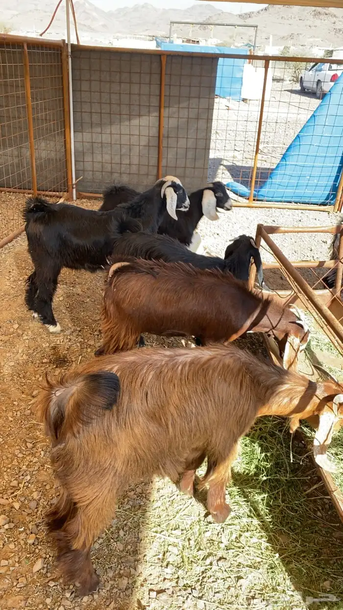 خرفان حرية وسواكن شحم 16