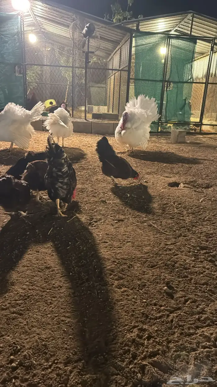 وز عراقي فاخر بيور وديك رومي أبيض بيور النعام 0