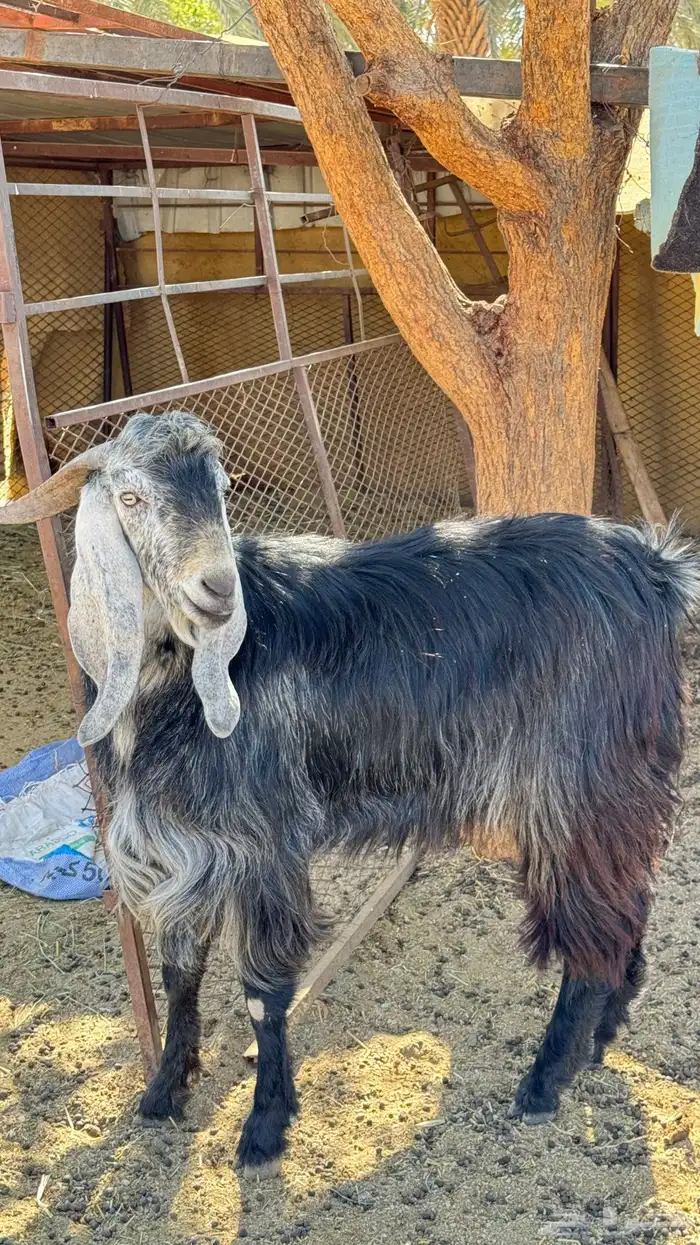 تيس ثني فحل توم 1