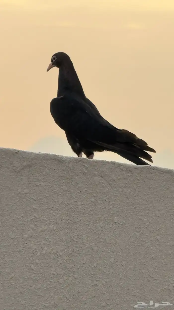 طبع رامبوري توب 1