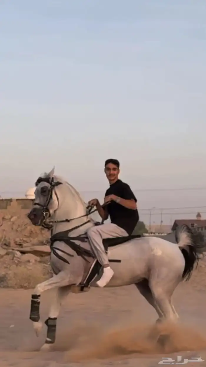 عقاب السويكت ولد سهم الشقب حفيد عديد الشقب مصري بيور 1