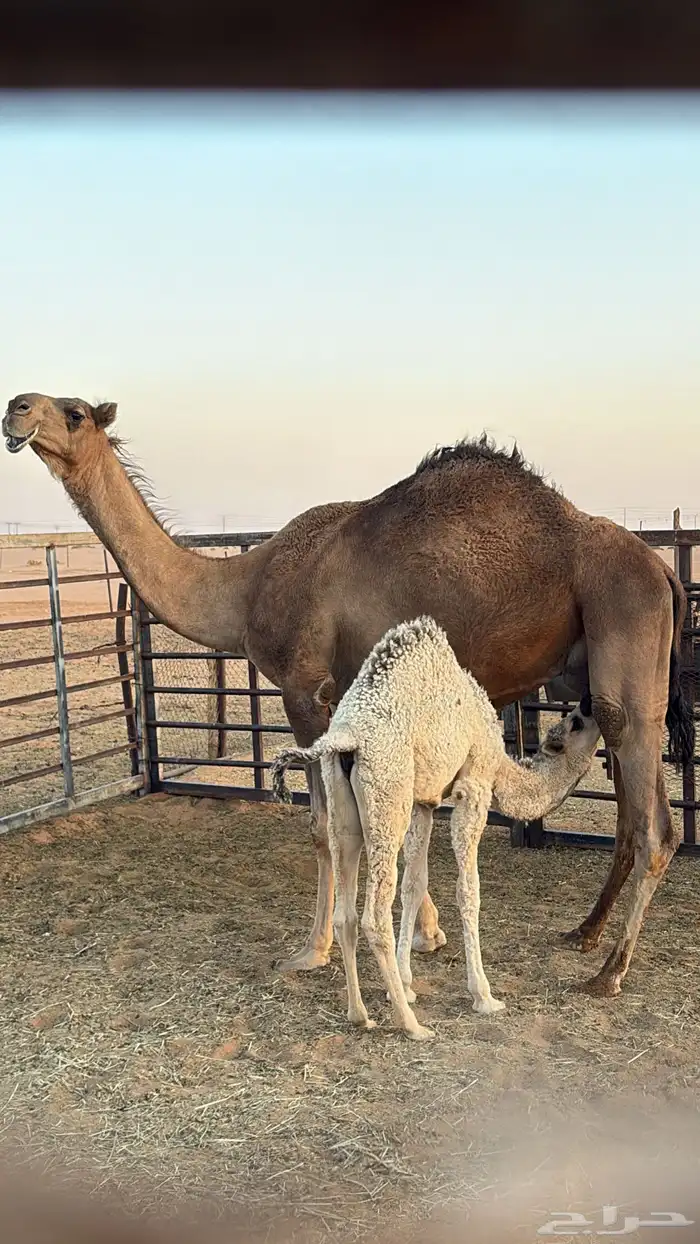 خلف للبيع طيبه ام ثالث 1