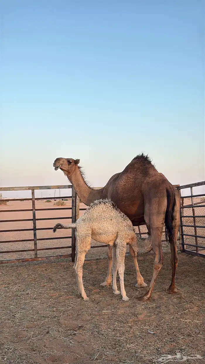 خلف للبيع طيبه ام ثالث 3