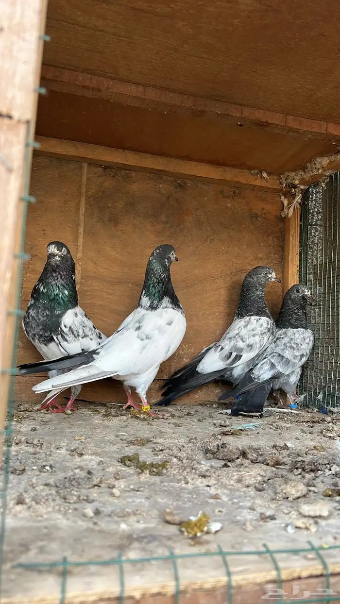 زوج تيدي كلسرا بعياله 1