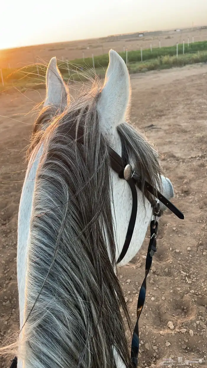 فرس شعبيه كفو 0