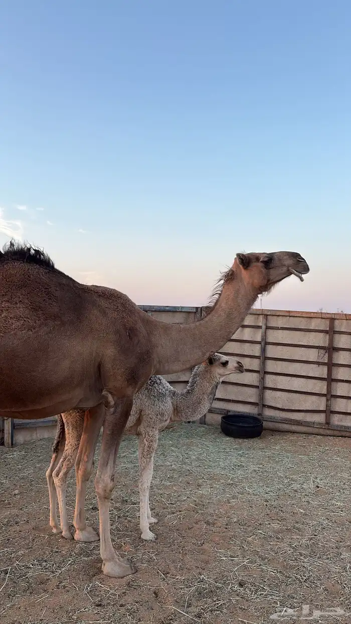 خلف للبيع طيبه ام ثالث 2