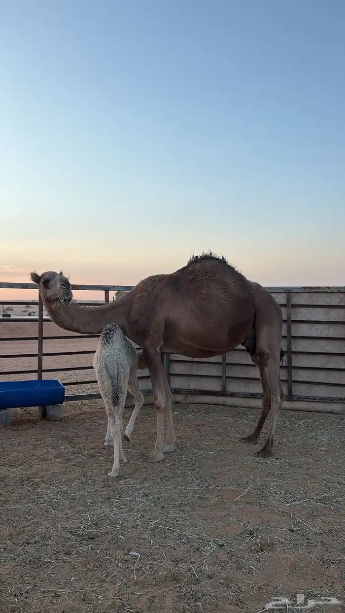 خلف للبيع طيبه ام ثالث 0