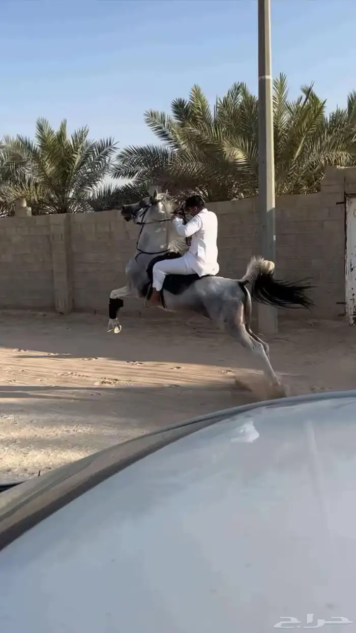 عقاب السويكت ولد سهم الشقب حفيد عديد الشقب مصري بيور 3