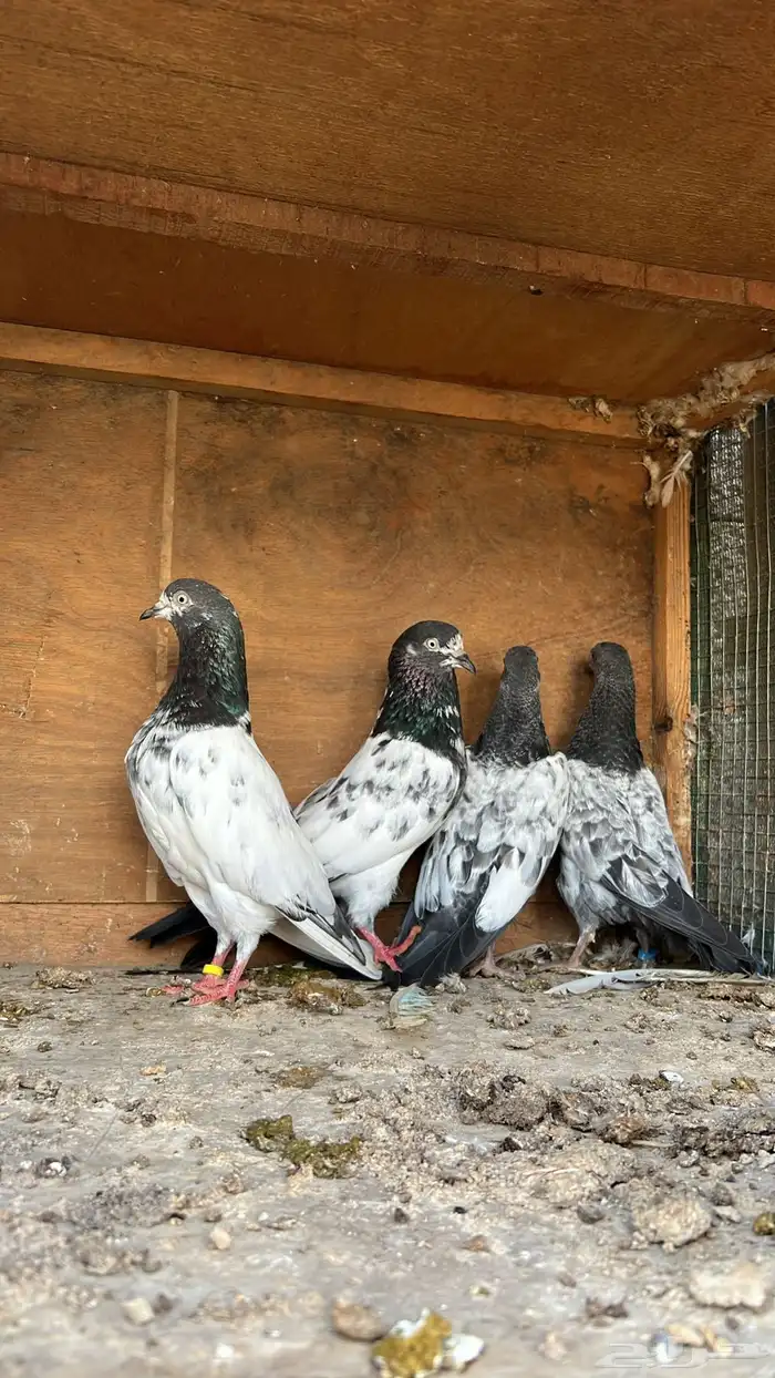 زوج تيدي كلسرا بعياله 0