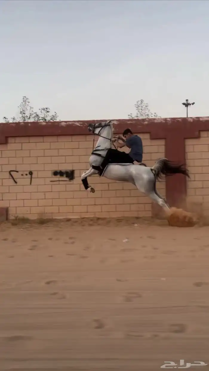 عقاب السويكت ولد سهم الشقب حفيد عديد الشقب مصري بيور 0