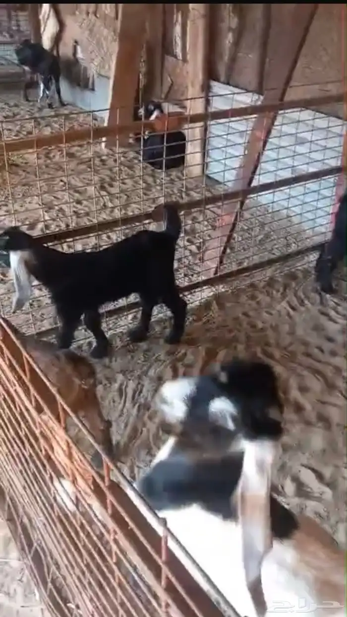 تيوس عارضيه وجفره 5