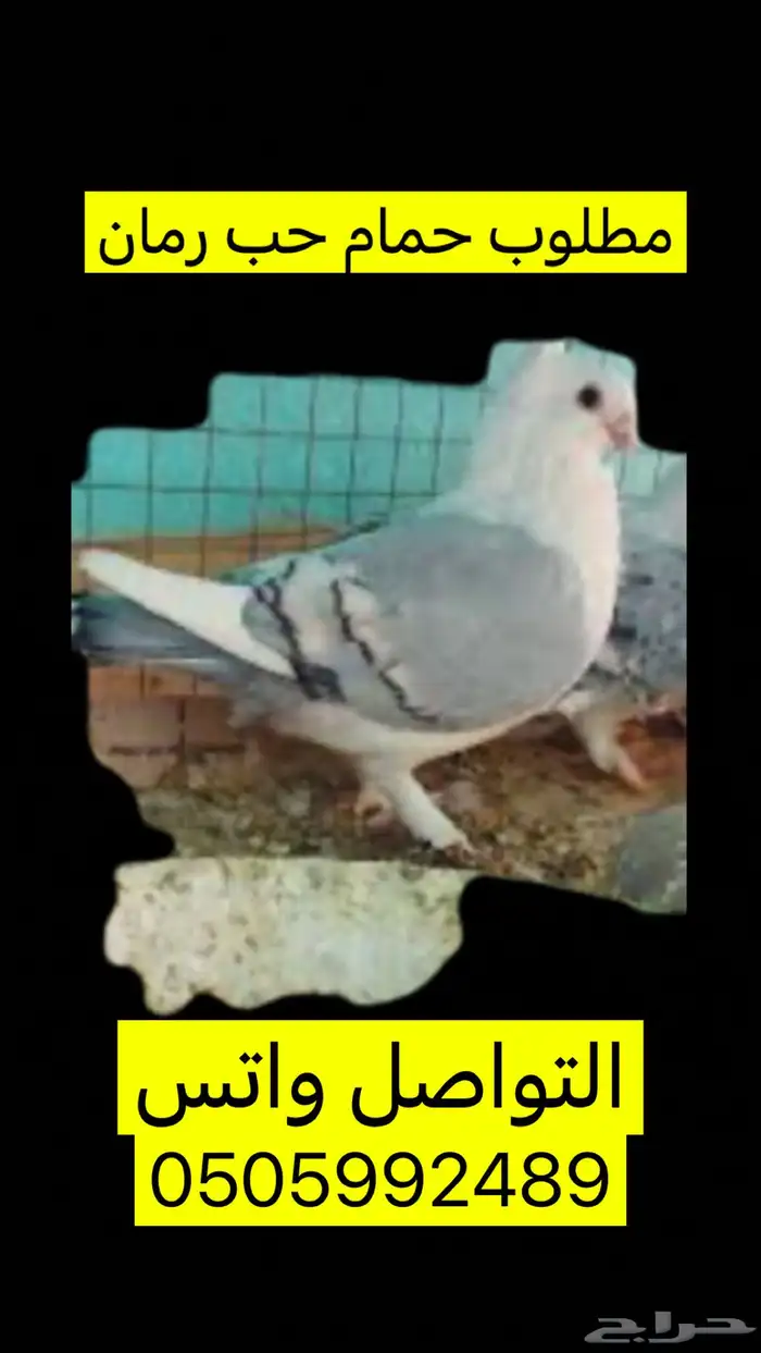 مطلوب حمام حب رمان 0