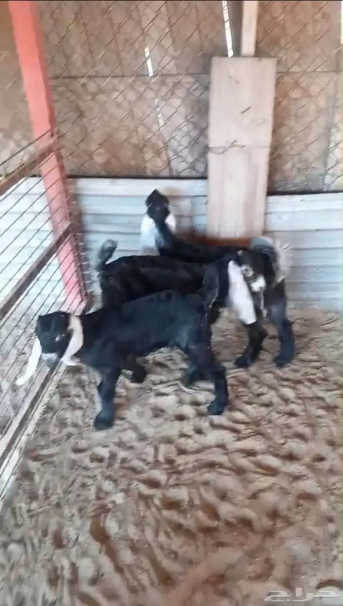 تيوس عارضيه وجفره 4